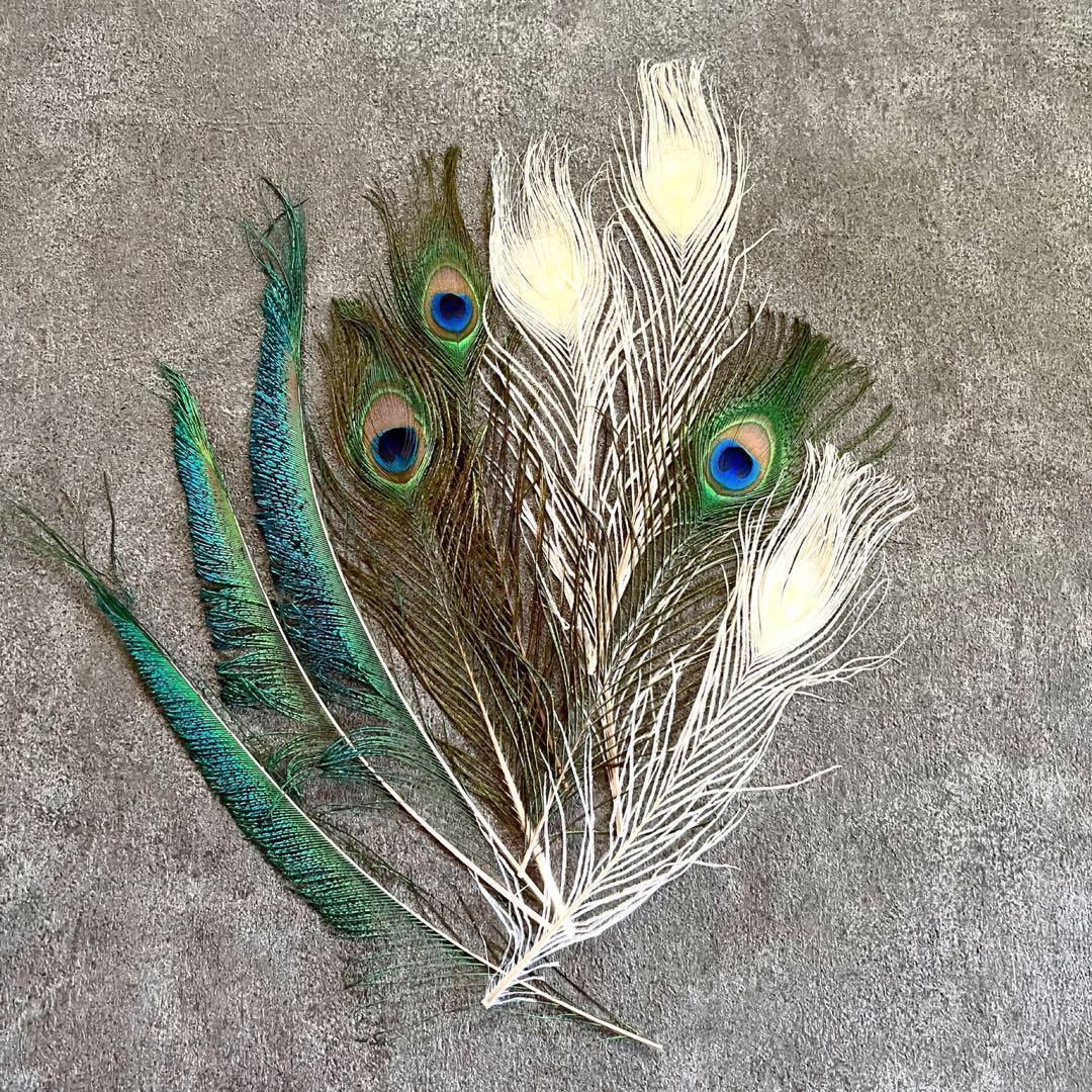 100枚■【クジャク 】孔雀の羽根 目玉 パーツ 鳥 羽根 素材 ❤️【クジャク 10枚】❤️孔雀の羽根 剣 目玉 パーツ 鳥の羽根