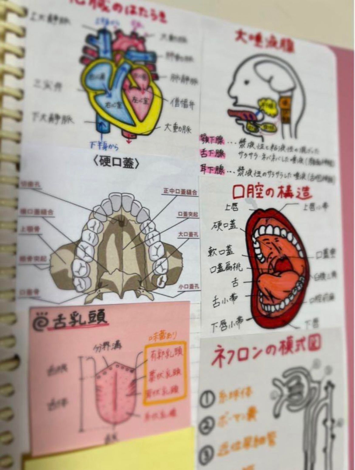 歯科衛生士 国家試験 勉強ノート まとめノート DH - メルカリ