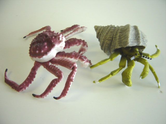 楽天市場】地球生命紀行タラバガニ＆日本近海の魚たち 全7種