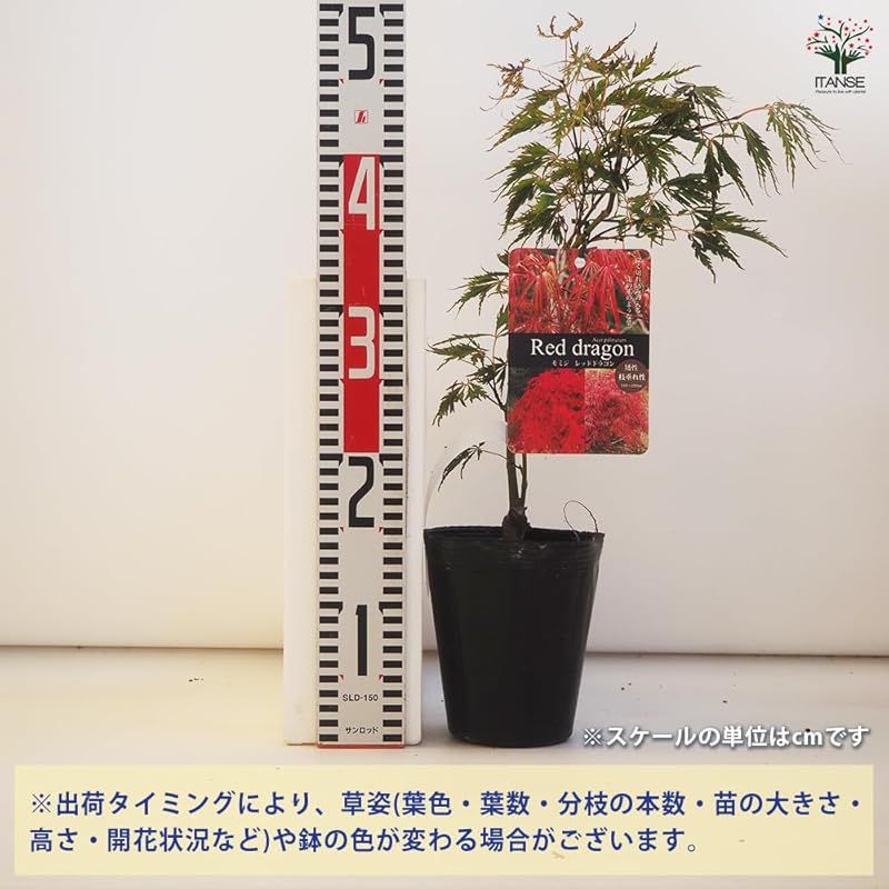 レッドドラゴン