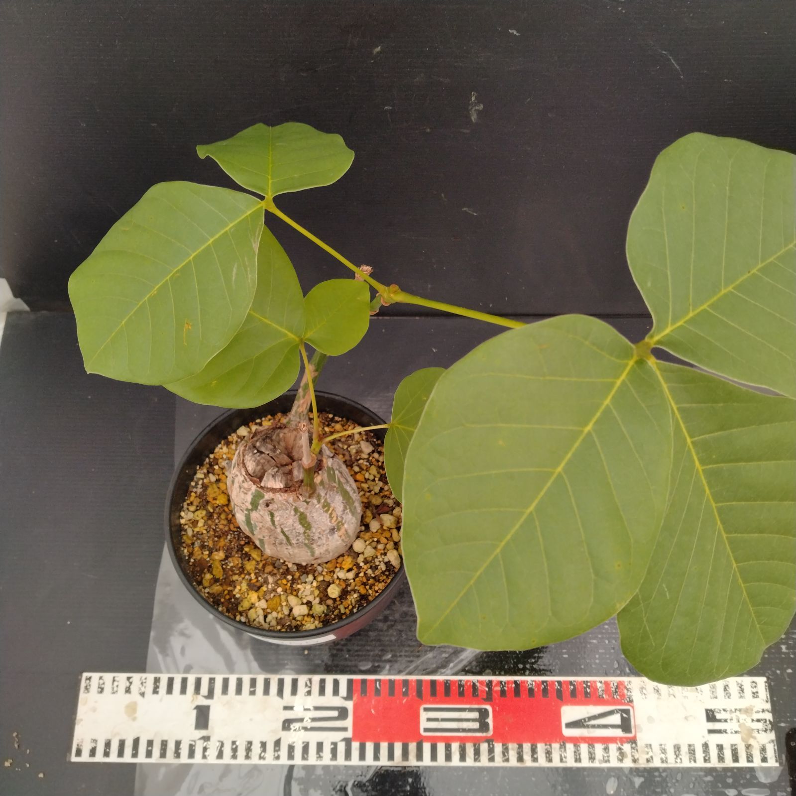 大学生 割引 J255【自社養生株】プセウド ボンバックス（発根株・鉢植え 塊根植物・コーデックス
