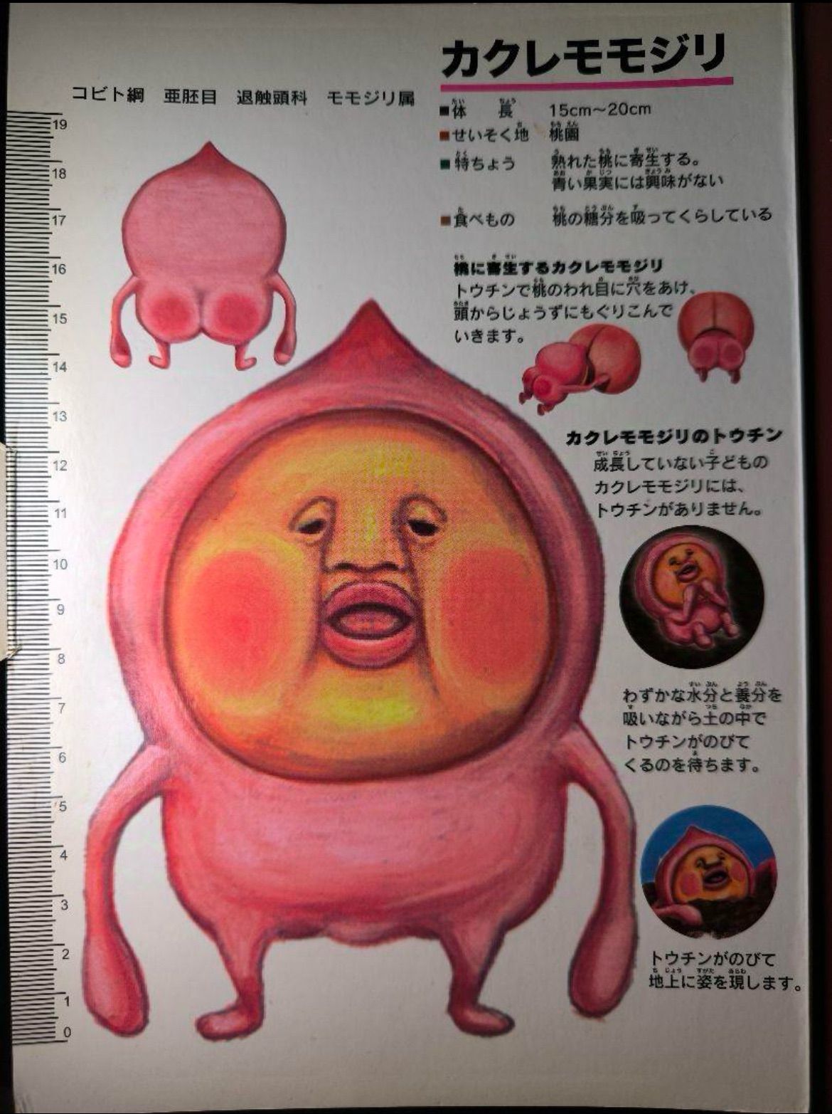 【特大】こびとづかん　図鑑　カクレモモジリ　等身大　フィギュア　一番くじ　A賞 特大】 こびとづかん カクレモモジリ フィギュア 等身大 一番くじ