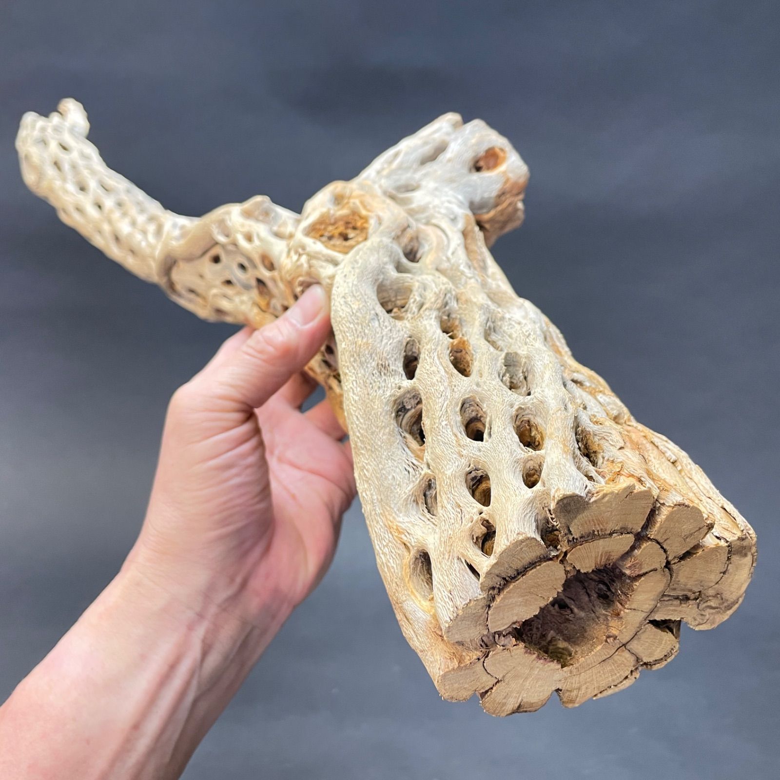 極太＊長さ70cm×最大幅15cm×最大φ9cm＊カクタススケルトン1本
