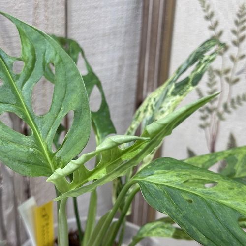 希少！ 観葉植物 モンステラ アダンソニー 斑入り 4号 個体C(現品