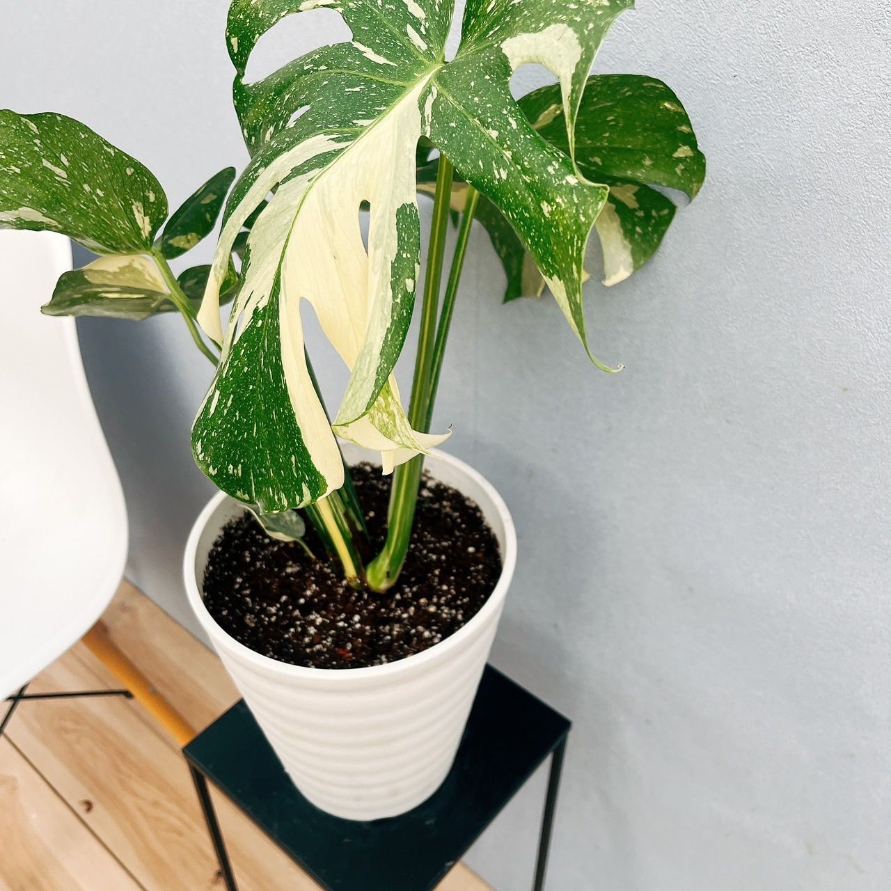 在庫］【希少】モンステラ 斑入り レア 観葉植物 室内 鉢受け皿付き 