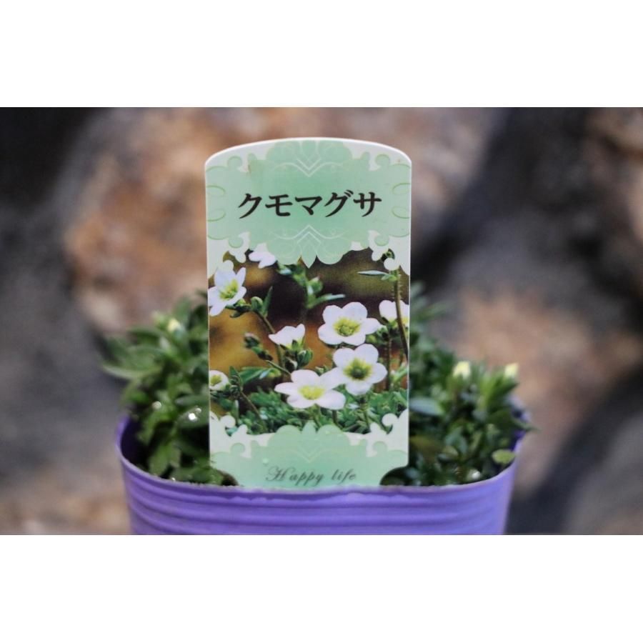 雲間草 クモマグサ ホワイト 3号ポット苗 3株販売 山野草 寄せ植え