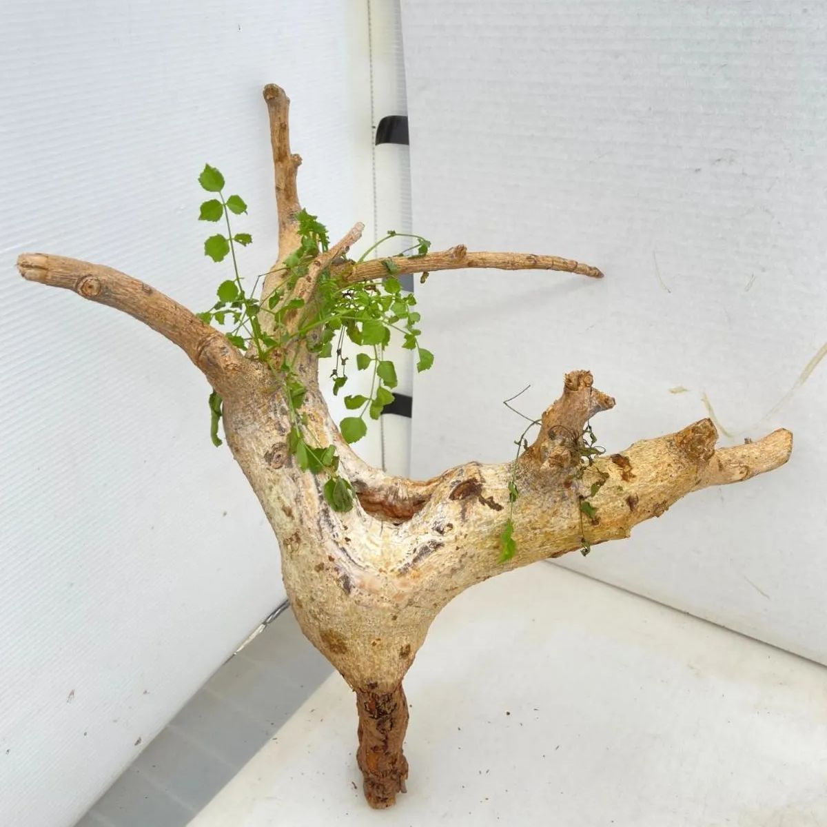 2706 「塊根植物」コミフォラ サクシコラ 抜き苗【11/22最新到着・コンミフォラ・Commiphora saxicola・多肉植物・葉落ちします】  - メルカリ