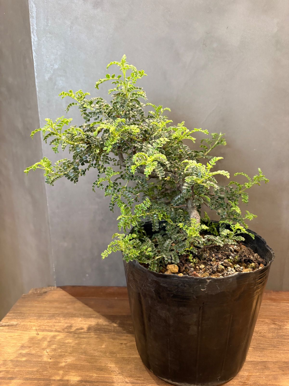 磯山椒