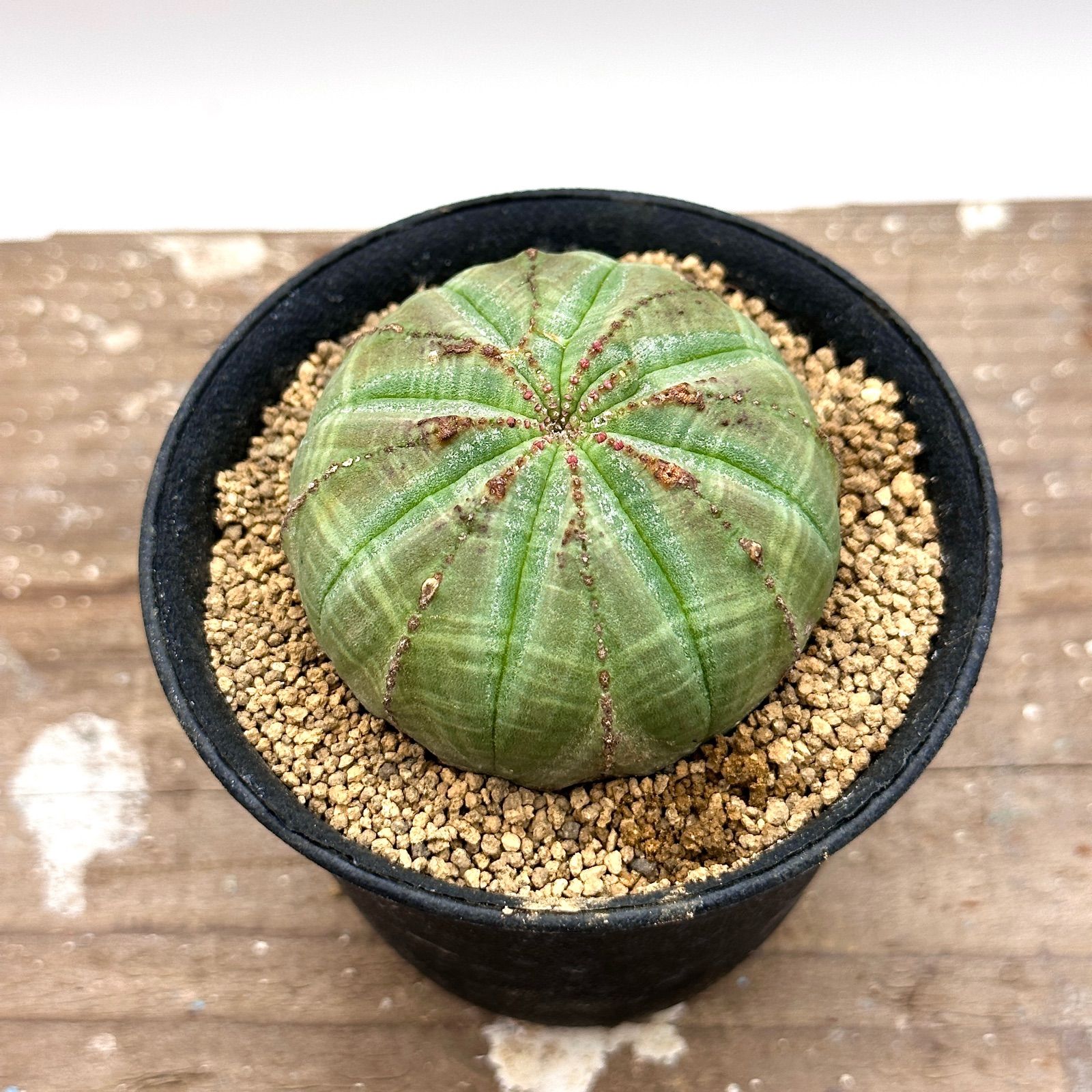 ユーフォルビア オベサ 実生 多肉植物 塊根植物 コーデックス - メルカリ