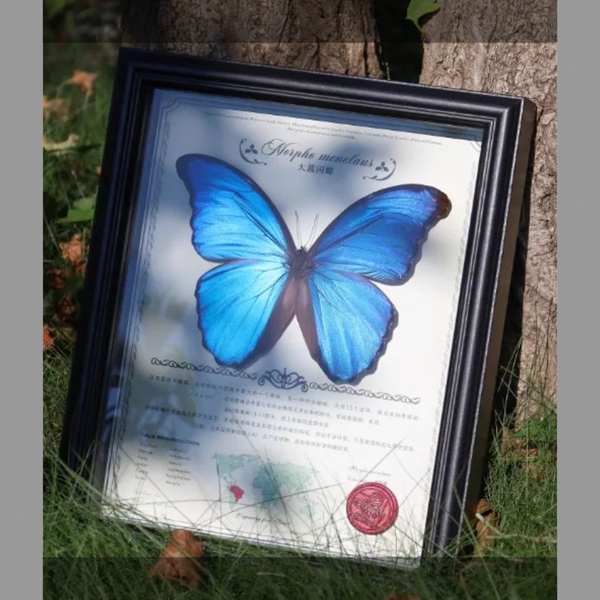 チョウチョウの標本写真立て完成品羽ばたく昆虫珍しい青い誕生日プレゼント女性