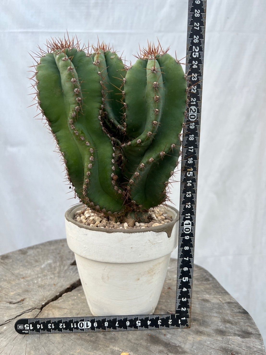 ユーフォルビア ホリダ × 宮下将太鉢 ユーフォルビア ホリダ × 宮下将太鉢 ユーフォルビア バリダ × 宮下将