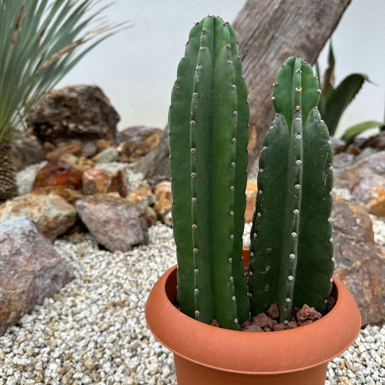 柱サボテン』【現品/発根済み】 ドライガーデン / ロック