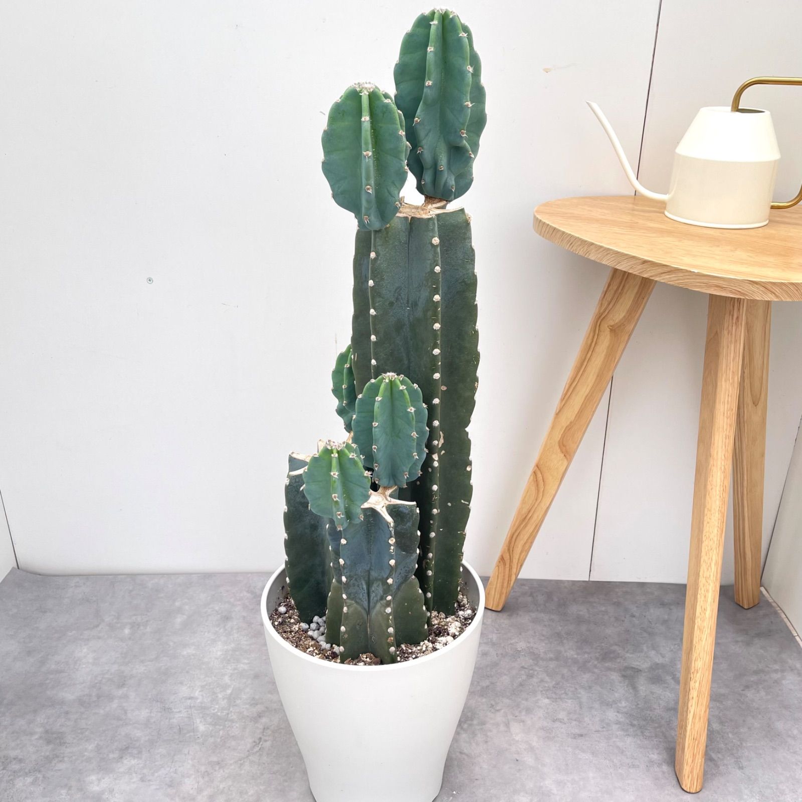 売約済み 柱サボテン ブランチ 3本植え 4【現品】観葉植物