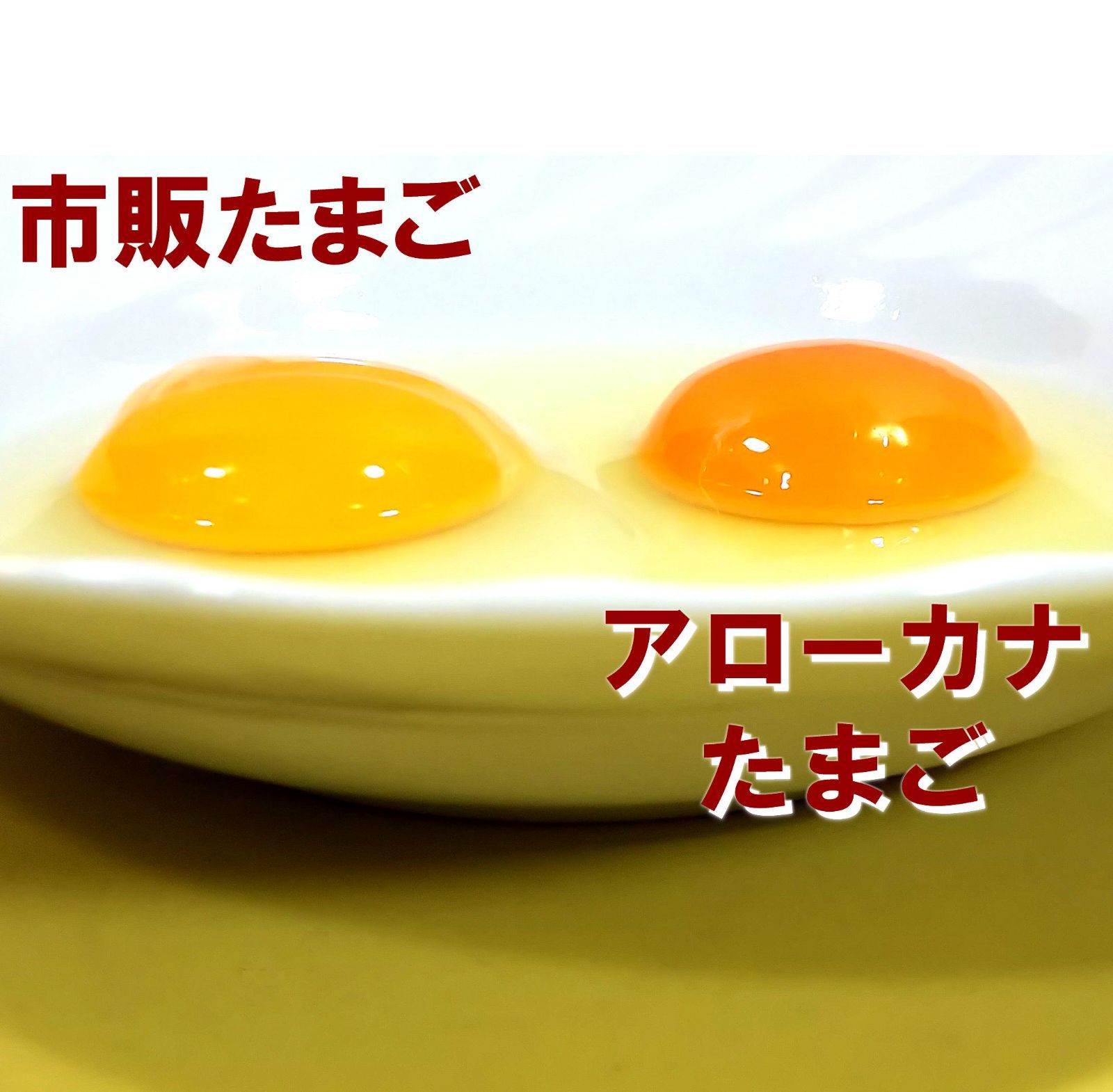 送料無料 有精卵 アローカナ卵 体に良い 採れたて卵 鶏卵 新鮮 6個セット 雄雌同時飼育 おいしい卵 産みたて卵 産地直送 平飼い 柵飼 放し飼  生食用 - メルカリ