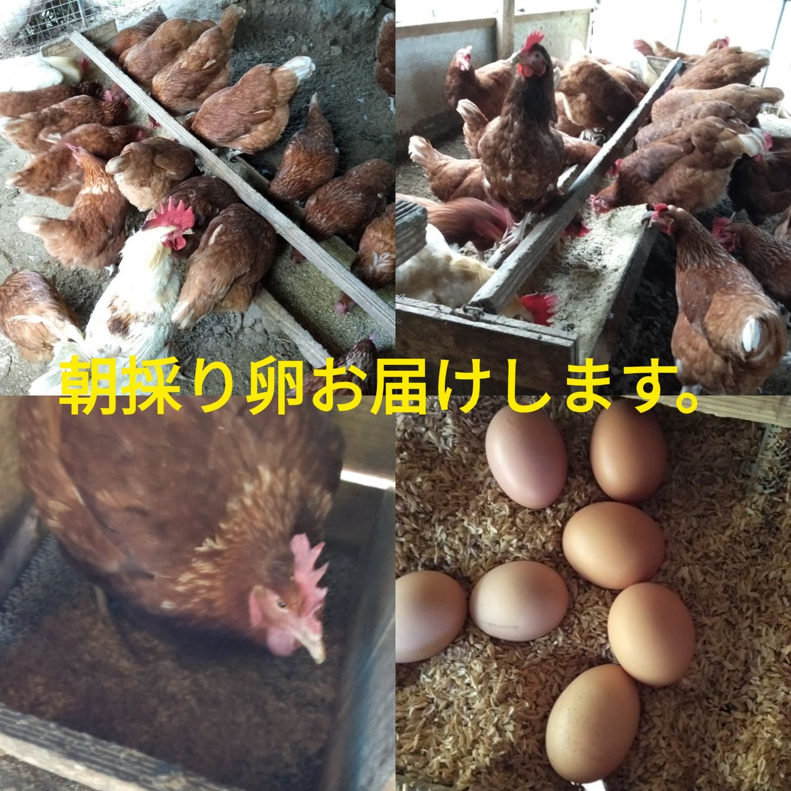 平飼い卵40個7 20常温発送 その他 | deyco.cl