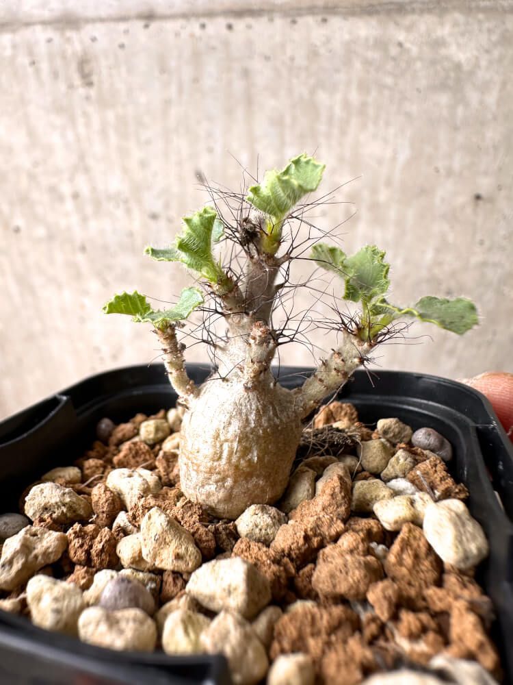 現品限り】ヤトロファ・マルギナータ【E25】 Jatropha marginata【植物】塊根植物 夏型 コーデックス - メルカリ