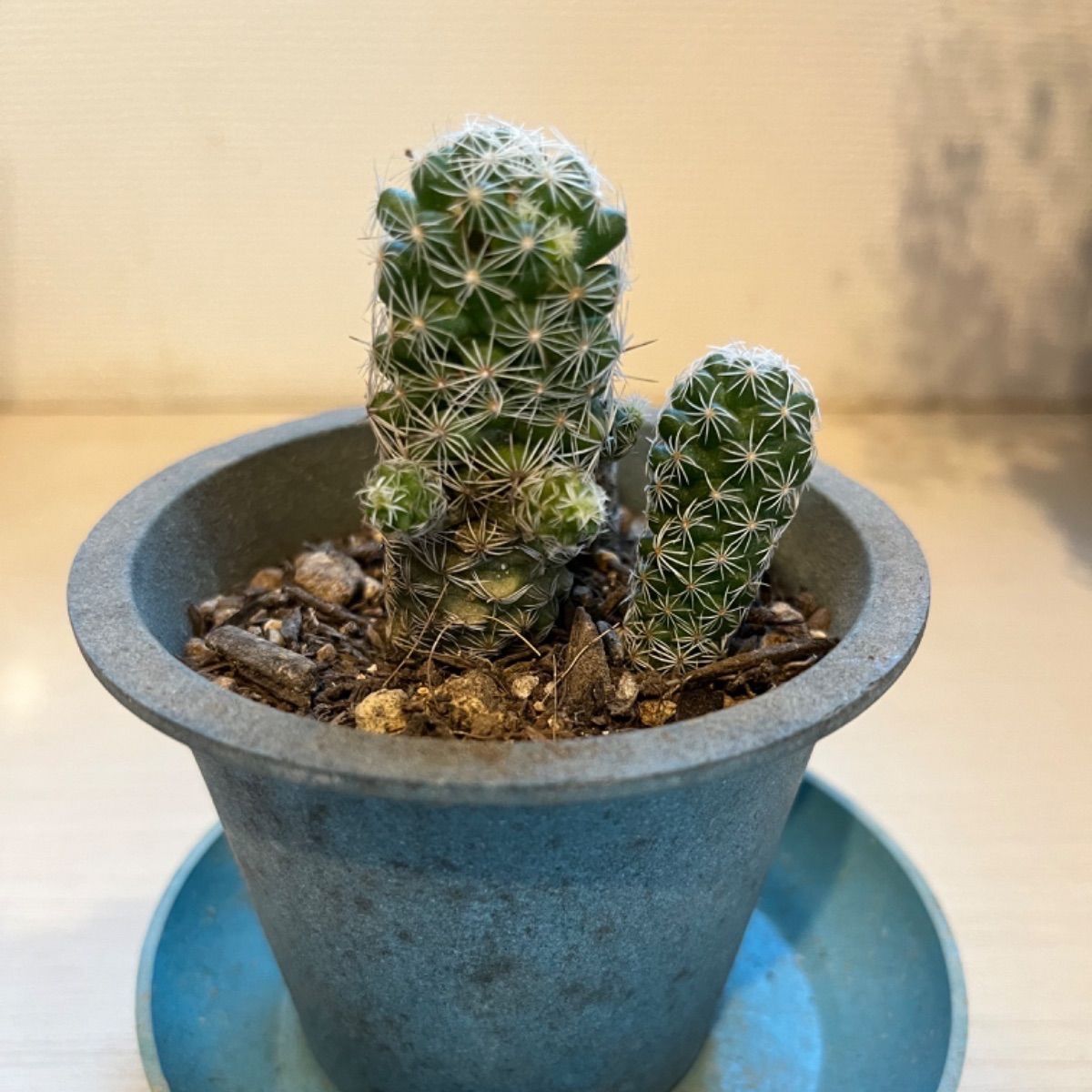 サボテン 星兜錦 抜き苗 20苗 4cm a-4 - 植物/観葉植物