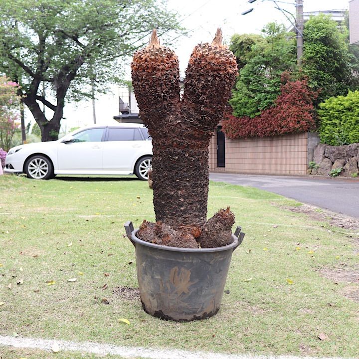 ソテツダブルヘッド