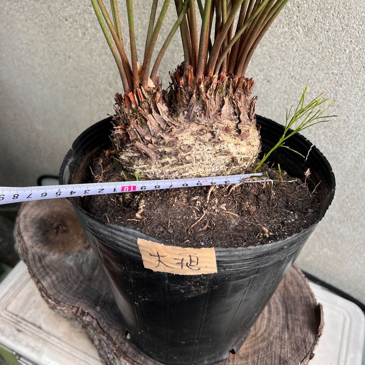 ザミア フロリダーナ 多頭 ザミア・フロリダーナ 多頭タイプ‼️ 細葉が