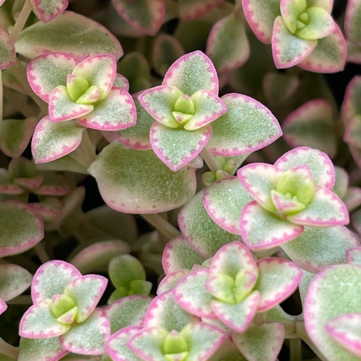 多肉植物 セダム リトルミッシー 抜き苗 - エケベリア・セダム