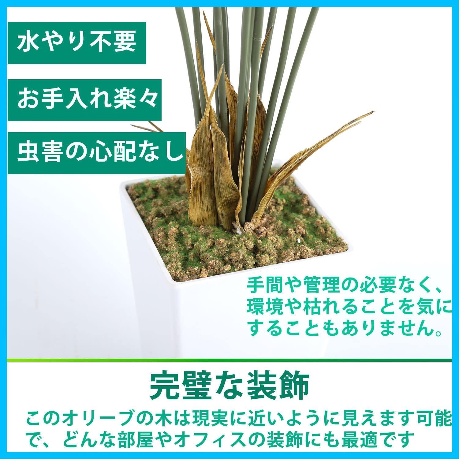 観葉樹