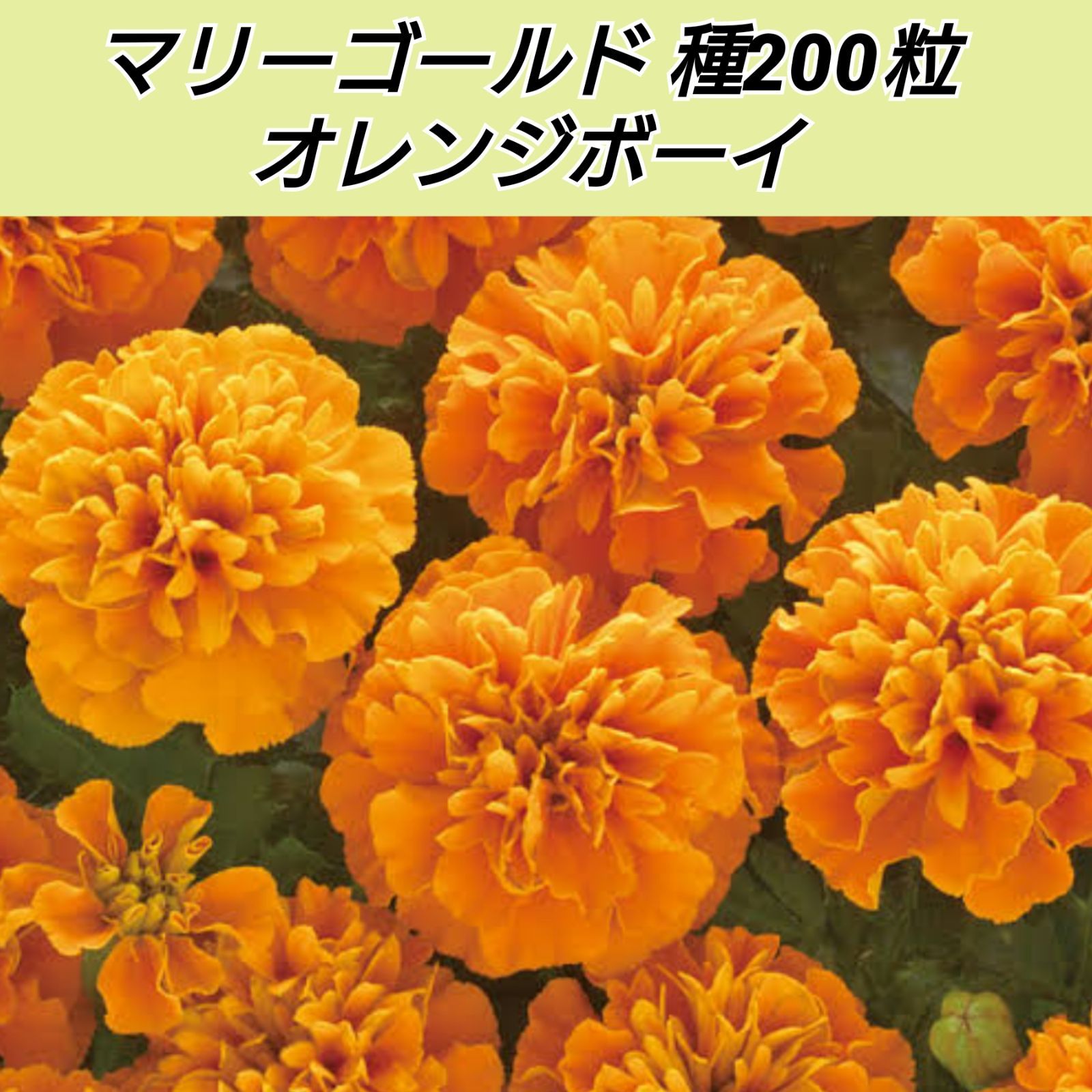 オレンジの花 手っ取り早かっ マリーゴールド