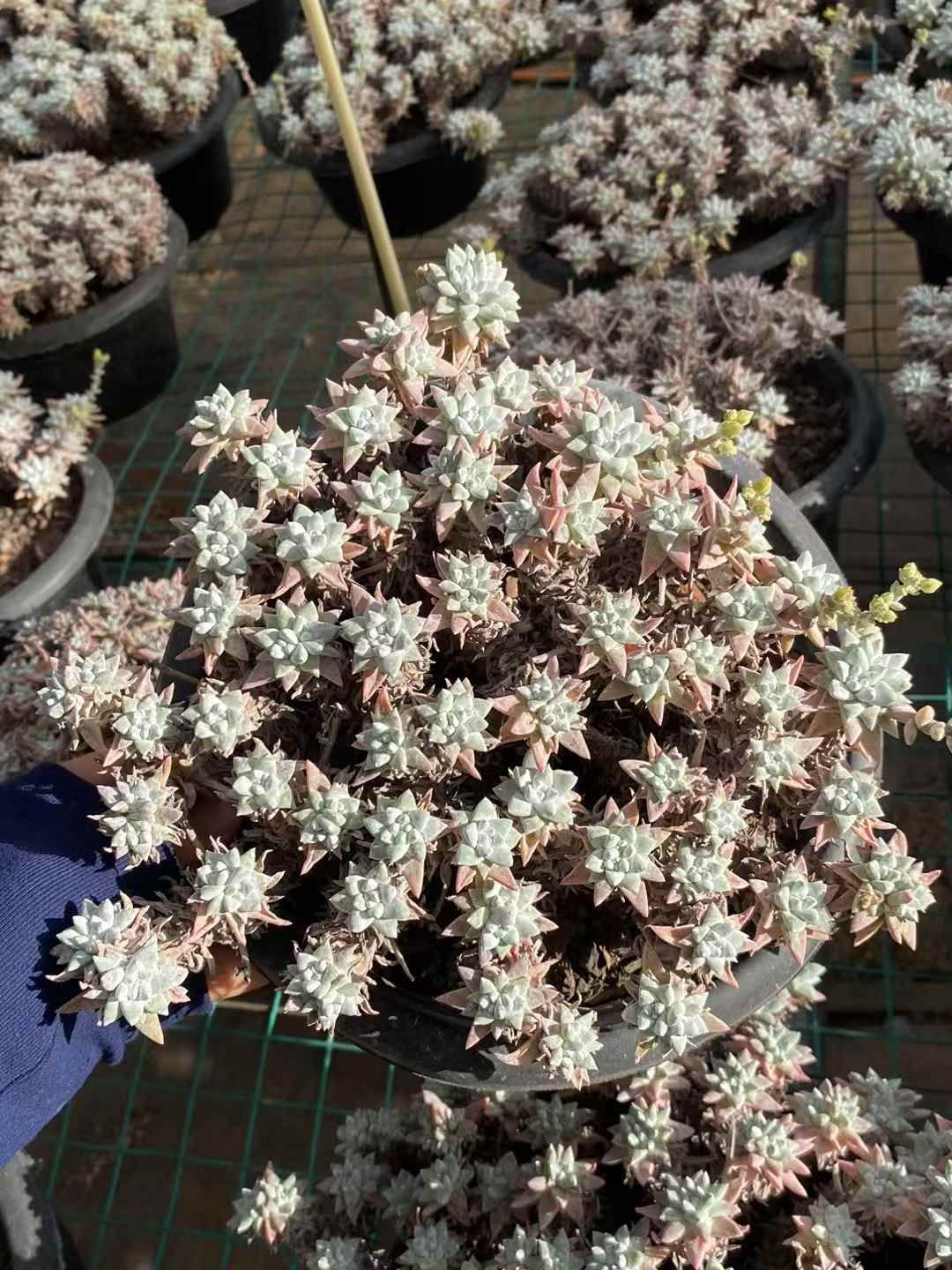 9株の抜き苗セット グノマ 多肉植物 佐川急便発送 エケベリア 韓国苗 MY-190