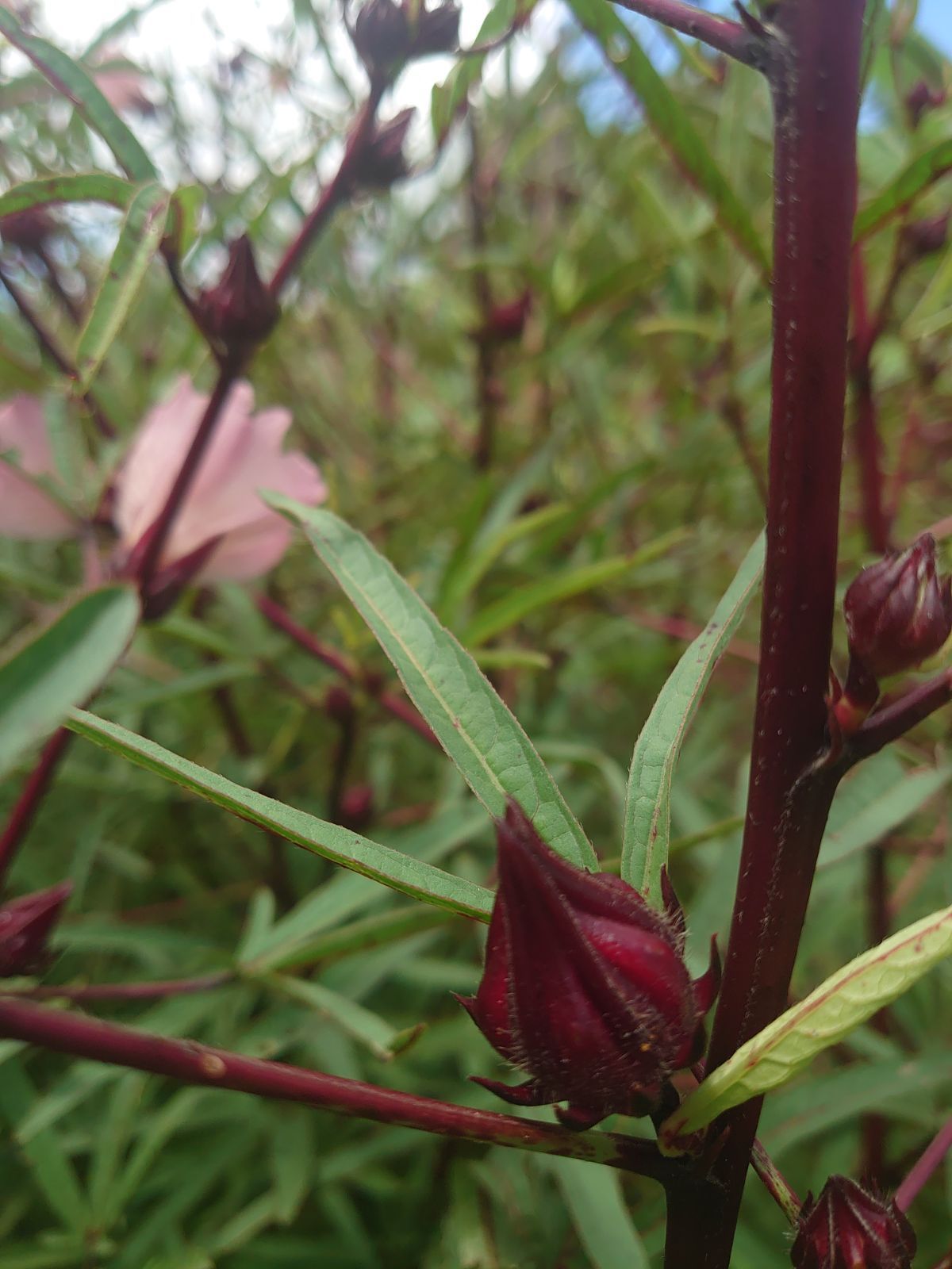 沖縄県産】フレッシュローゼル 800g - メルカリ