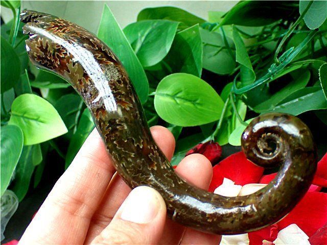 ☆貴重－アンモナイト縫合線オパール化石標本B85U3/338U22D - メルカリ