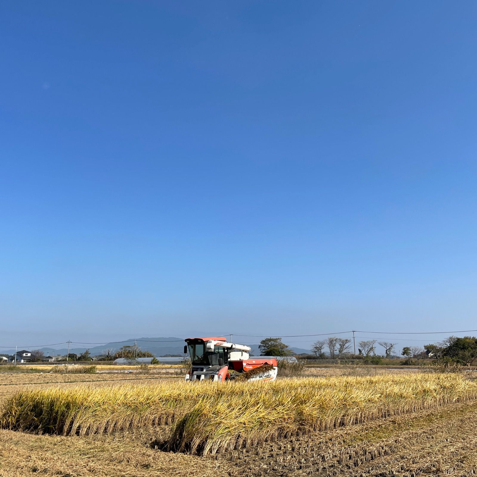 くまさんの輝き（玄米）20kg 令和6年熊本県産