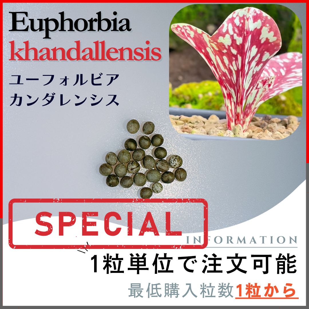 種子】ユーフォルビア カンダレンシス /セット割あり 数量1粒から購入
