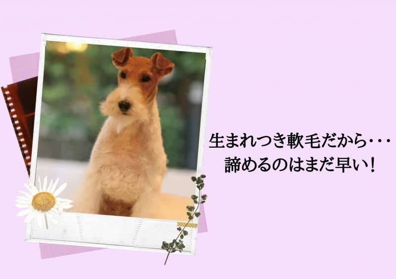 プロフェム