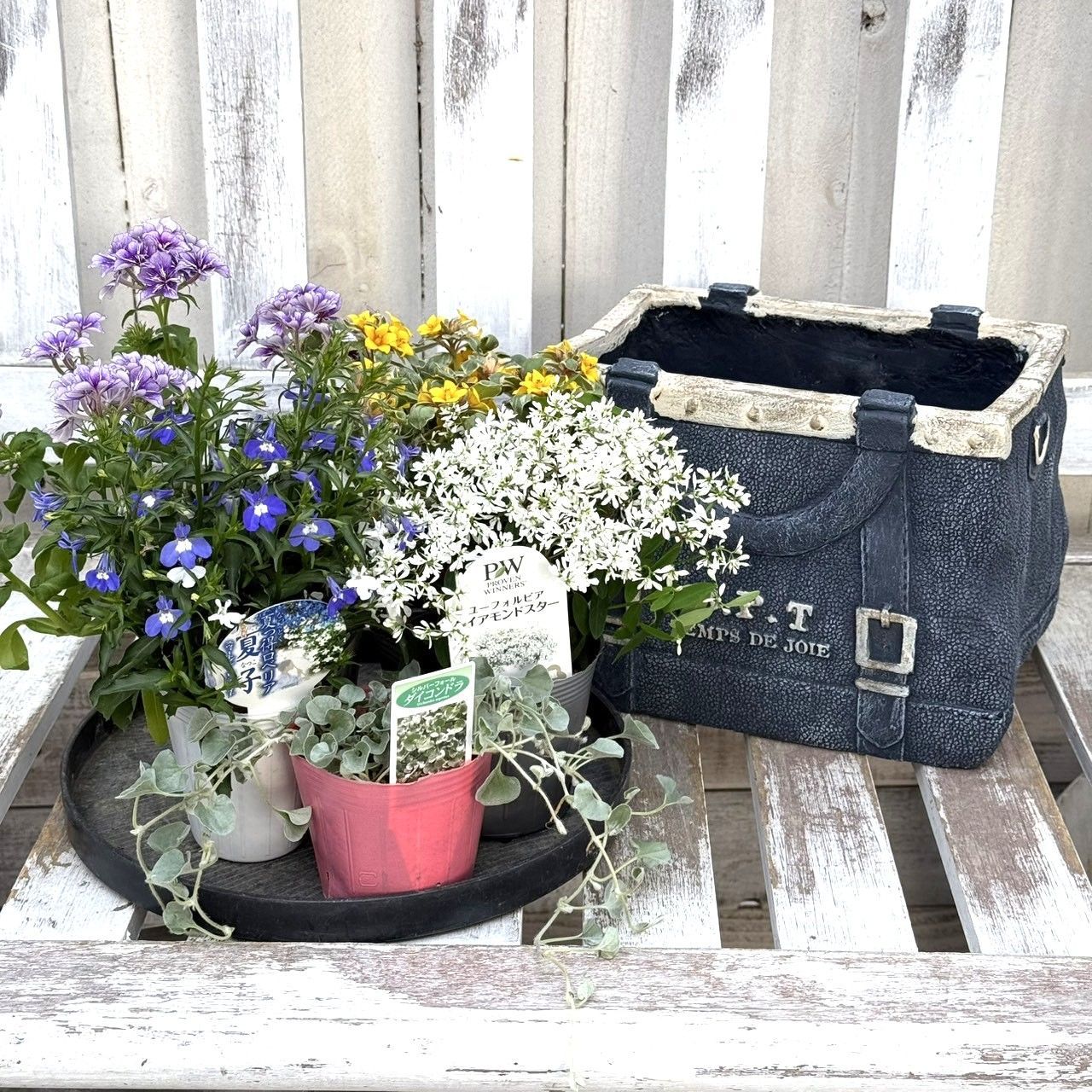 アクアトーンの爽やか寄せ植えセット＆鉢付き 花苗 花 お花 ガーデニング 寄せ植え 寄せ植えセット プチフルフラワー