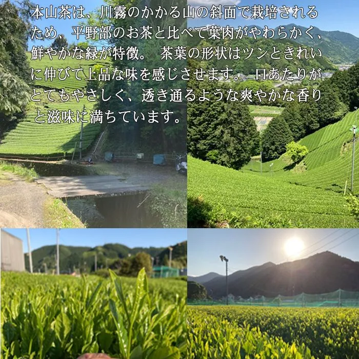 静岡茶【特上】一番茶１００ｇ×１袋□送料無料かのう茶店お茶煎茶緑茶