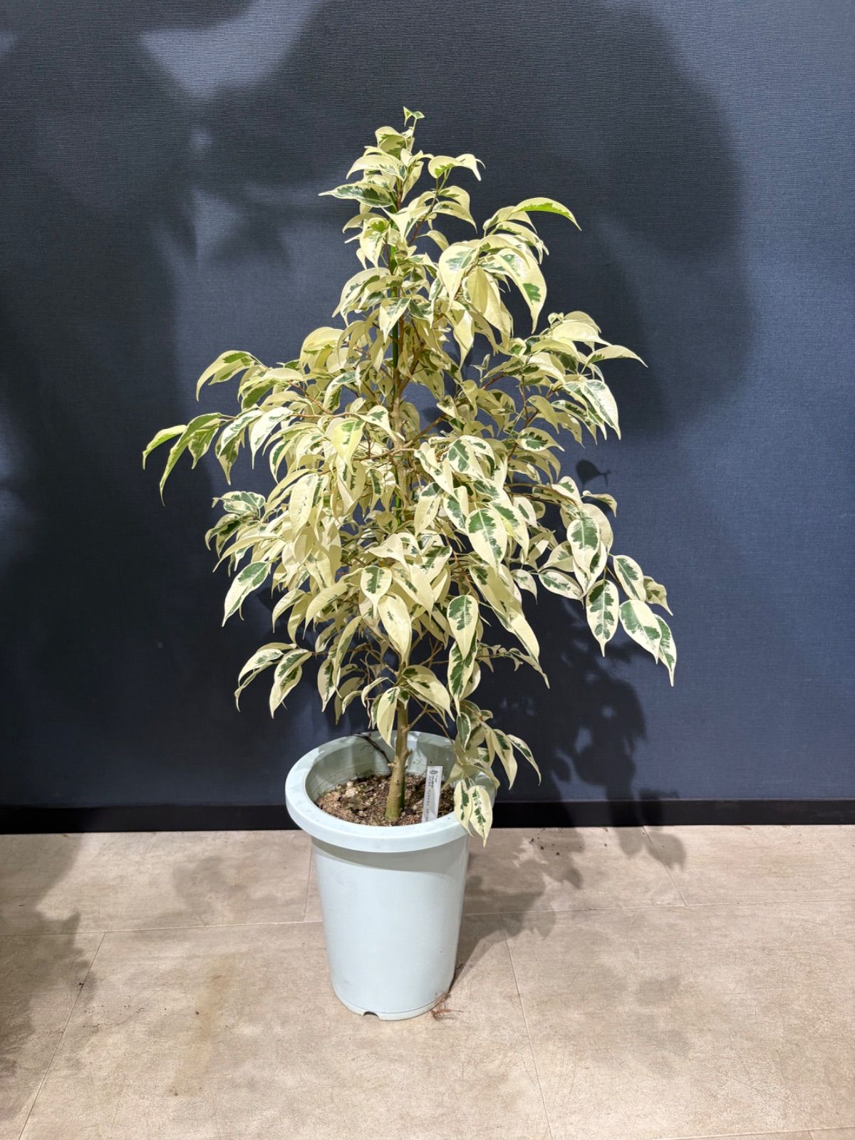 ココスヤシの木みたいなの観葉植物 若い芽付き