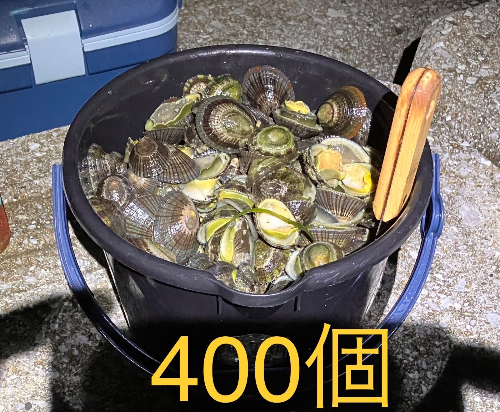 冷凍マツバ貝400個石鯛黒鯛イシガキダイ釣り餌ジンガサ