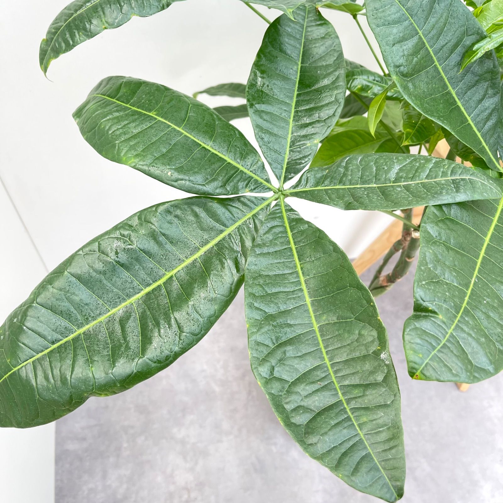 パキラ ねじり 10【現品】観葉植物 室内 大型 - メルカリ