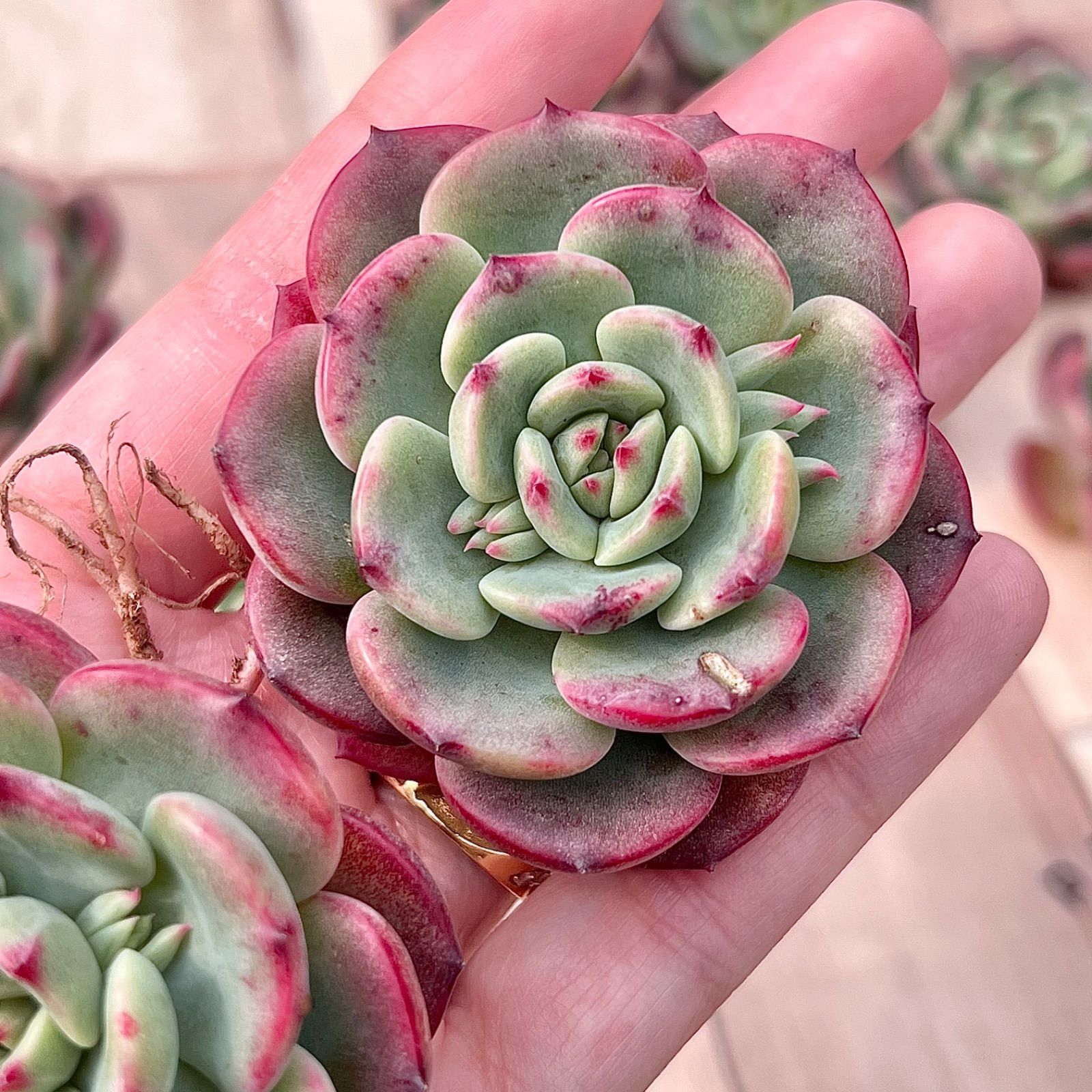 ✨New✨多肉植物 テンマイル 韓国苗 - 植物/観葉植物