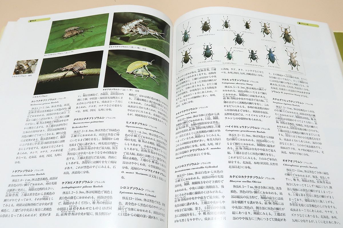 世界文化生物大図鑑・昆虫2・甲虫/標本写真と生態写真を