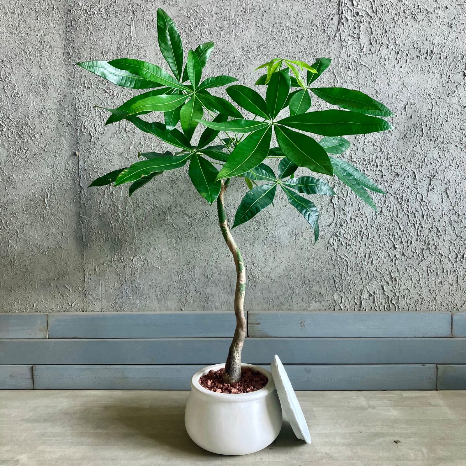 大型 美形 根上がり モンステラ デリシオーサ テラコッタ鉢植え 受け皿