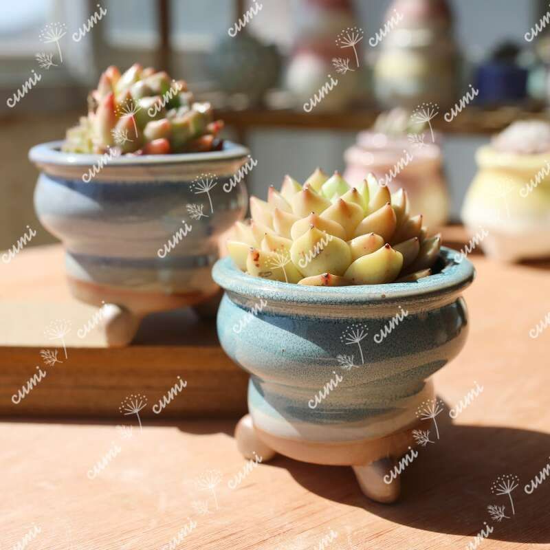 N0322【韓国】 3号 8個セット 花びら 窯変 貫入 浮彫 植木鉢 室内