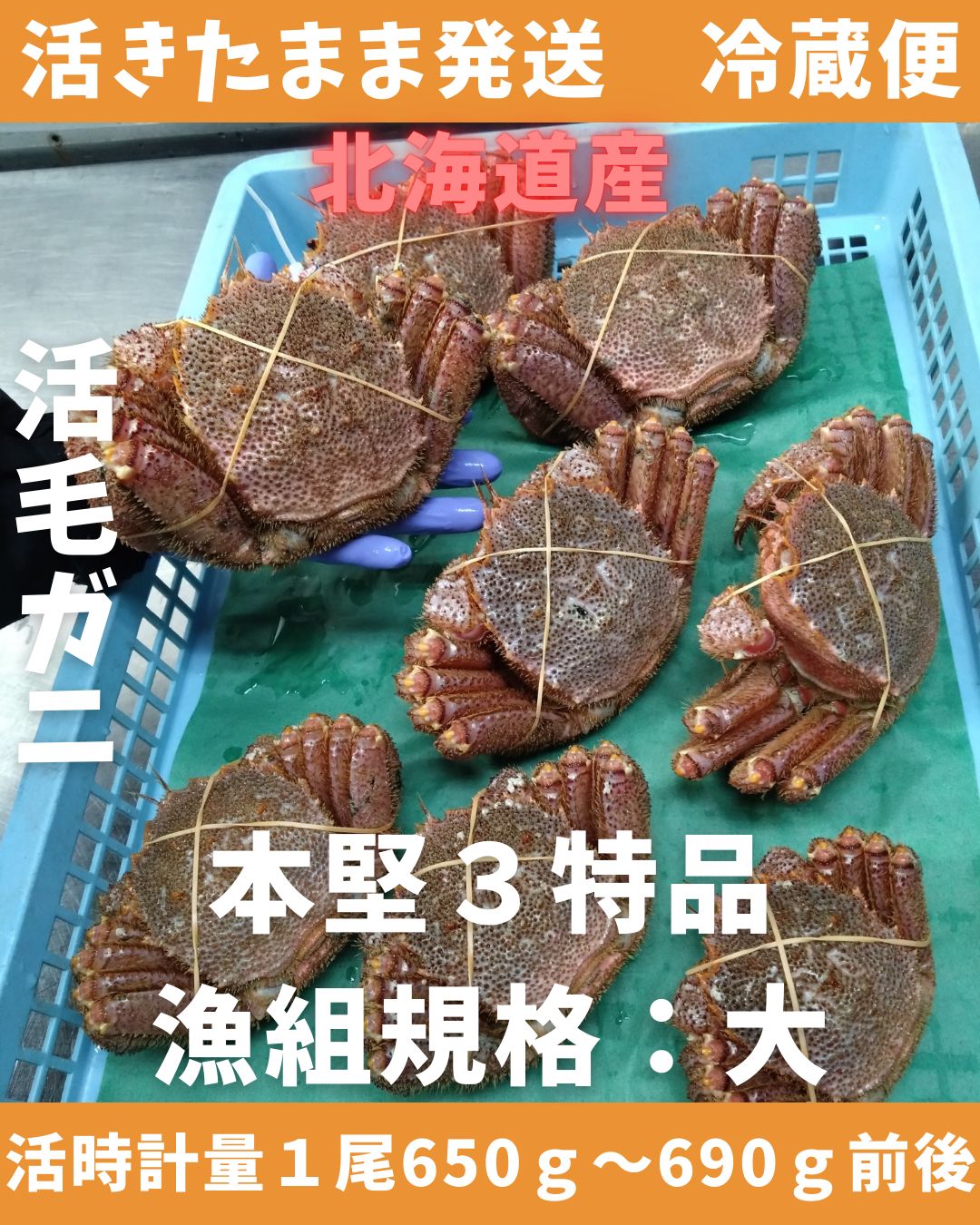 活きたまま 活毛ガニ 650～690ｇ1尾 大 冷蔵便