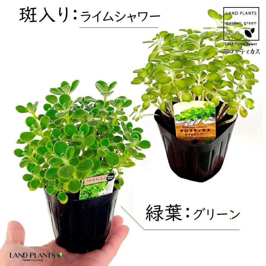 多肉植物 アロマティカス - 観葉植物