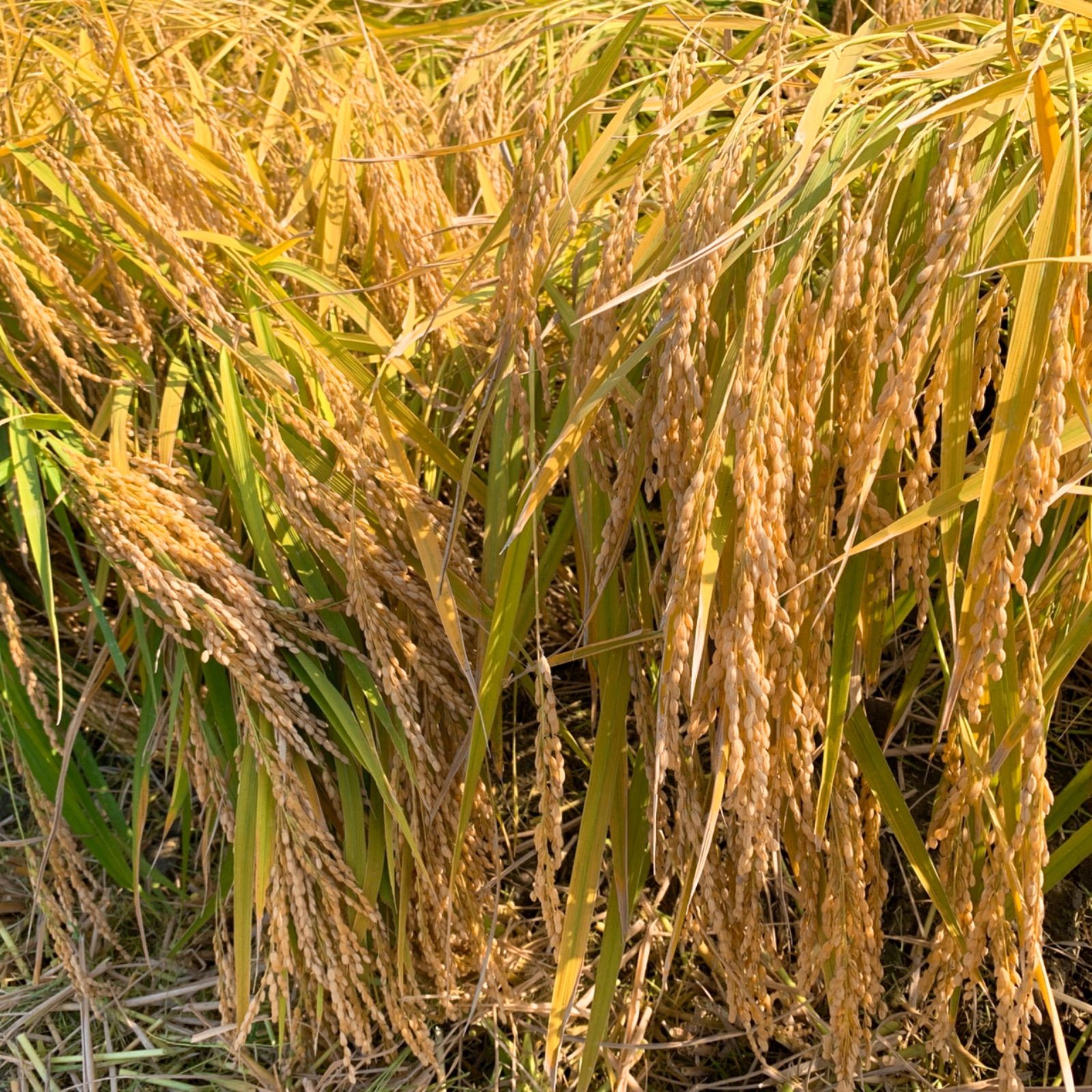 農家直送⭐秋田県産 新米 あきたこまち5kg 特別栽培米 無洗米も対応