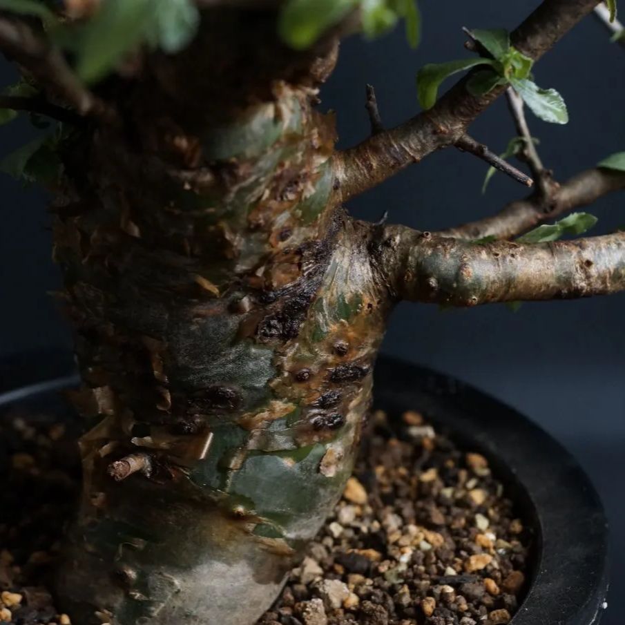 Commiphora incisa