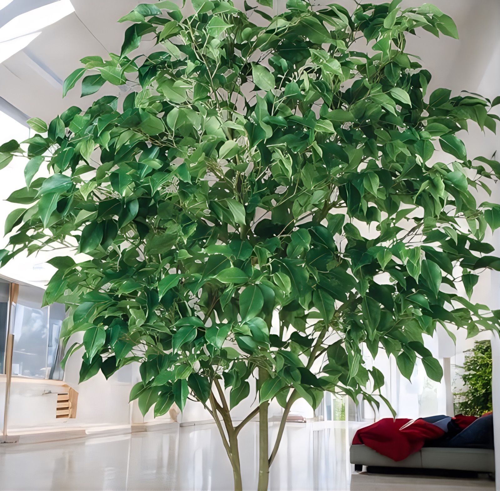 光触媒 人工観葉植物 ウォールグリーン フェイクグリーン ベンジャミン