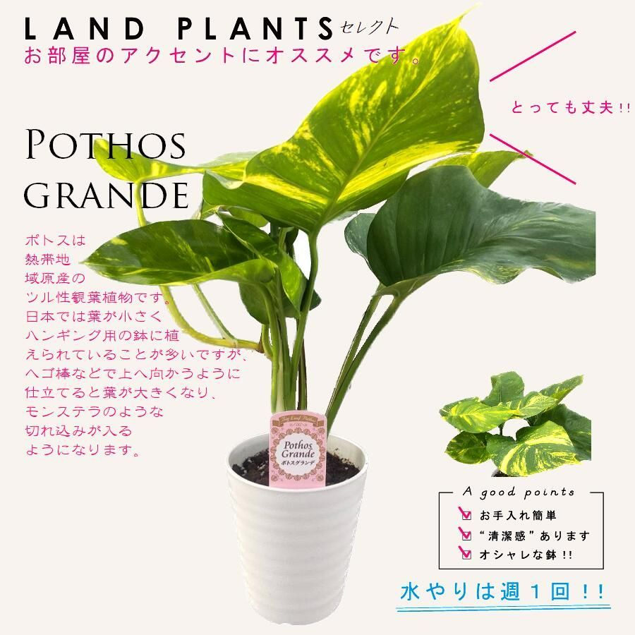 ポトス（グランデ） 5号 白色 プラスチック鉢 Pothos grande - メルカリ