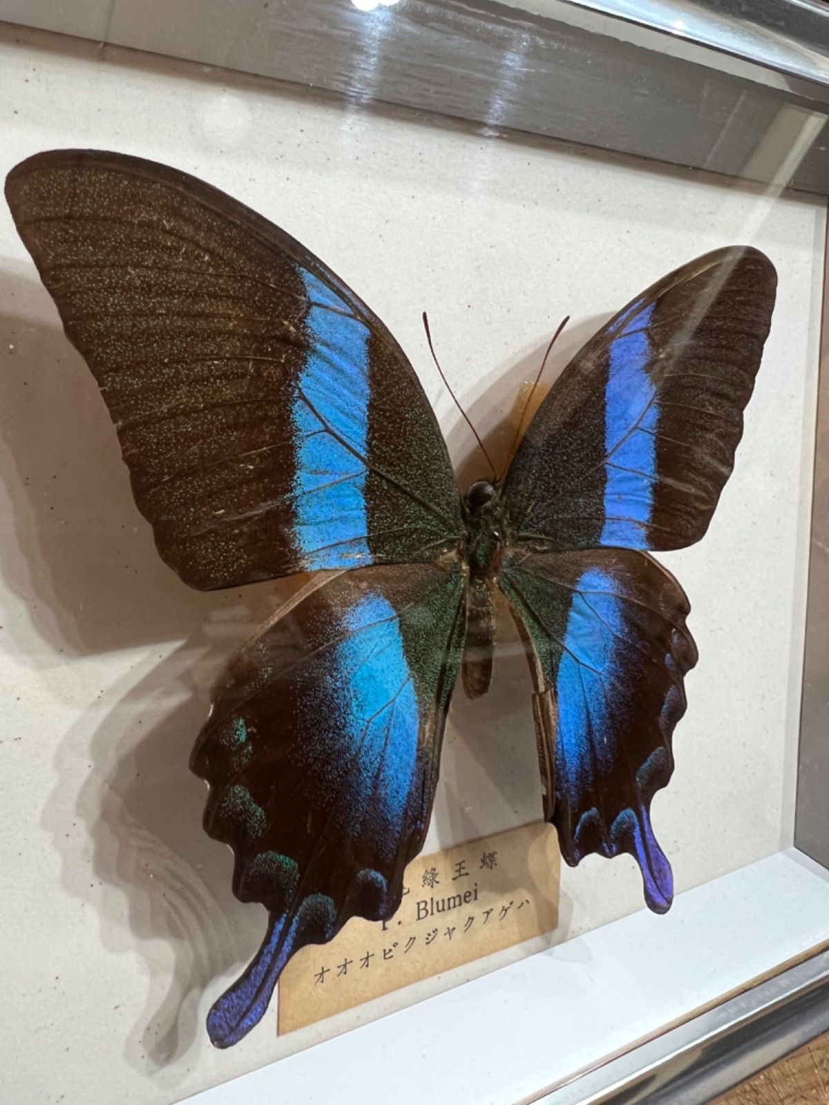 オオオビクジャクアゲハ 蝶 標本 - メルカリ