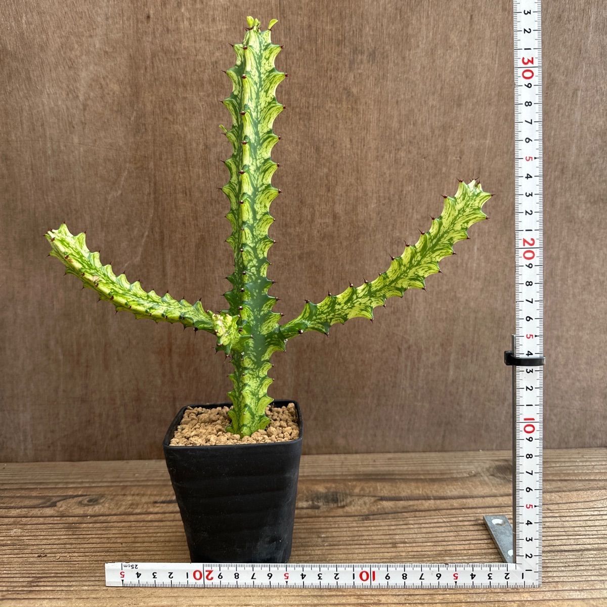 ユーフォルビア5種セット Euphorbia 現品 観葉植物 観葉 植物 珍奇