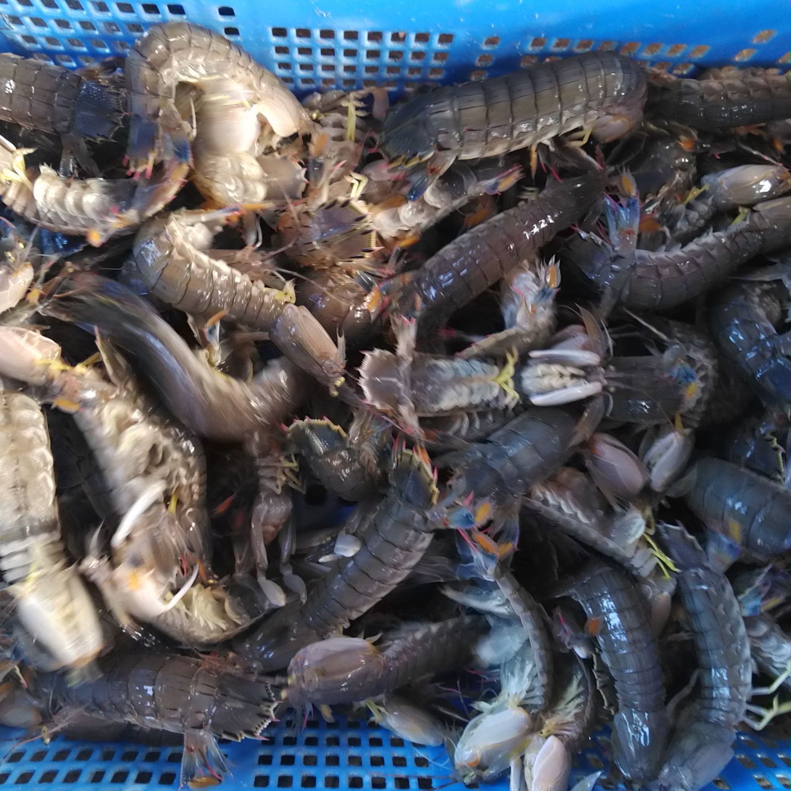 活梱包「水無 蝦蛄１ｋｇ」（20-32匹）シャコエビ シャコ しゃこえび　蝦蛄海老 シャコ刺身 蝦蛄刺身 刺し身 シャコの寿司に ボイルシャコに 漁師直送 活きて到着の可能性あり 活魚【80】